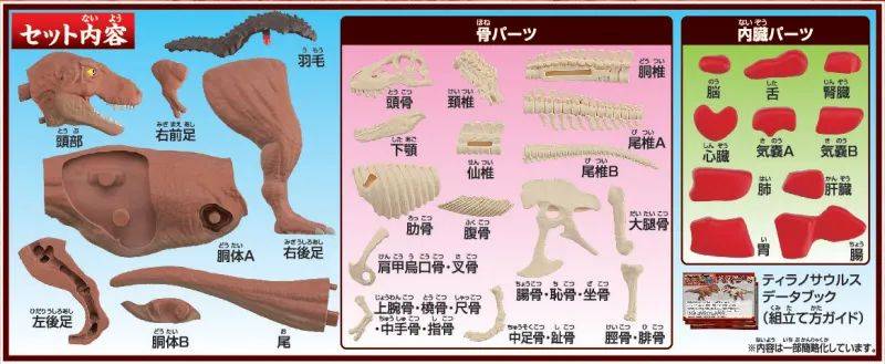 你知道霸王龙有哪些器官吗？ MEGAHOUSE 解体系列《霸王龙复原拼图》边玩边学习 -1