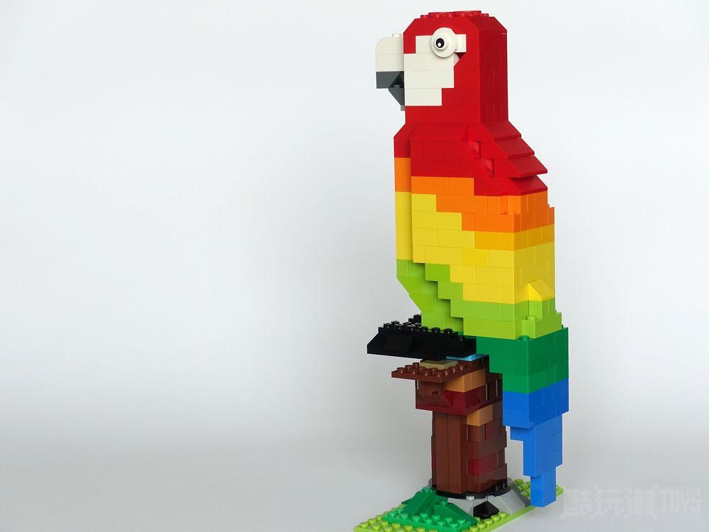 彩虹鹦鹉Rainbow Parrot -1