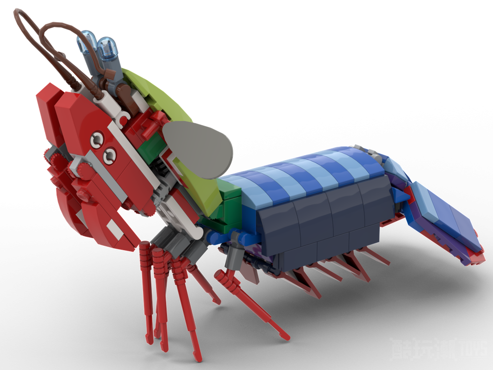 孔雀螳螂虾Peacock Mantis Shrimp -1