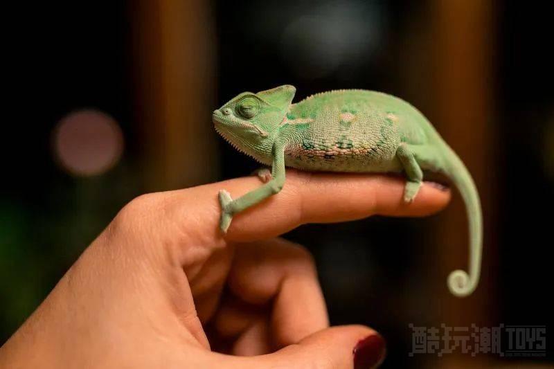 昆虫克星?!乐高IDEAS作品《变色龙》获得万票支持 -1 昆虫克星?!乐高IDEAS作品《变色龙》获得万票支持 -1