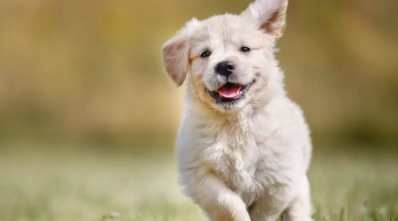 开始攒钱！经典老爷车和天使狗狗明年将亮相乐高Icons？